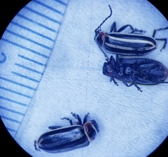 Disonycha pensylvanica