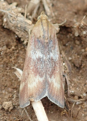 Pterothrixidia rufella