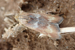 Pterothrixidia rufella