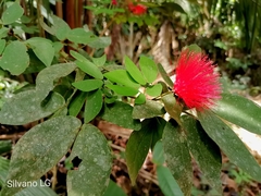 Calliandra tergemina