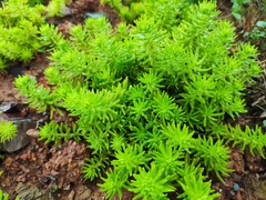 Sedum mexicanum