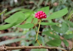 Calliandra tergemina