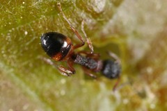 Dolichoderus plagiatus