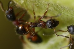 Dolichoderus plagiatus