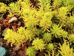 Sedum mexicanum