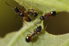 Dolichoderus plagiatus