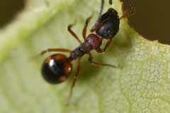 Dolichoderus plagiatus