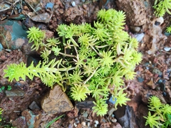 Sedum mexicanum