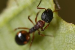 Dolichoderus plagiatus