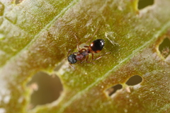 Dolichoderus plagiatus