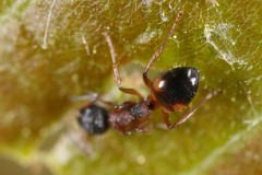 Dolichoderus plagiatus