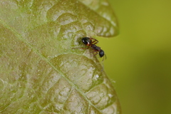 Dolichoderus plagiatus