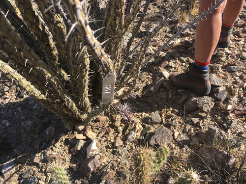iNaturalist observation photo of ocotillo