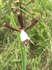 Cleistesiopsis