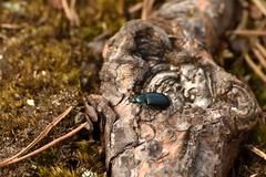 Platycerus caprea
