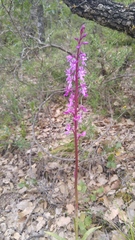 Orchis mascula laxifloriformis