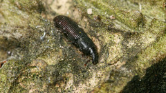 Cossonus cylindricus