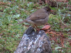 Catharus mexicanus
