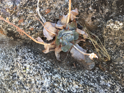 iNaturalist observation photo of Liveforever