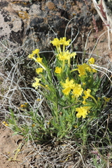 Lithospermum multiflorum