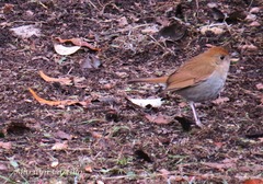 Catharus occidentalis