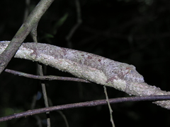 Uroplatus henkeli