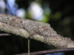 Uroplatus henkeli