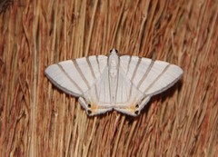 Opisthoxia metargyria