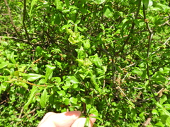 Brachycaudus helichrysi