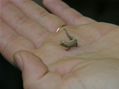 Brookesia tuberculata