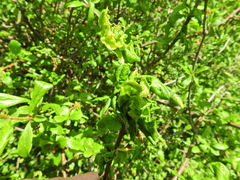 Brachycaudus helichrysi