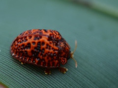 Hemisphaerota palmarum
