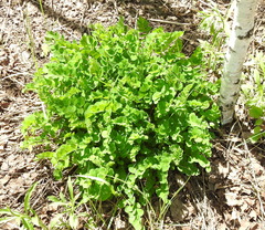Astragalus glycyphyllos