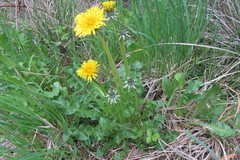 Taraxacum laticordatum