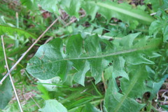 Taraxacum laticordatum