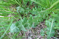 Taraxacum laticordatum