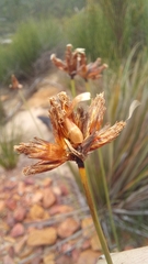 Ficinia anysbergensis