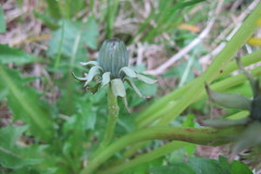 Taraxacum laticordatum
