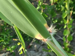 Phragmites australis altissimus