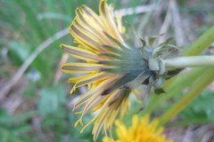 Taraxacum laticordatum