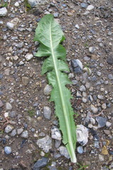 Taraxacum laticordatum