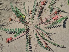 Astragalus longipetalus