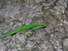Striped Day Gecko photo 4