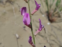 Astragalus brachylobus