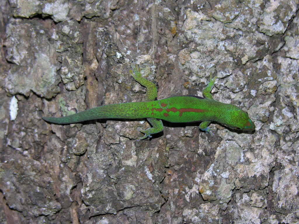 Striped Day Gecko