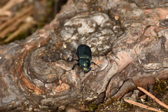 Platycerus caprea