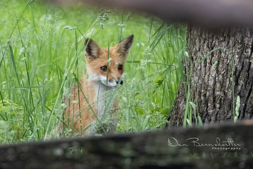 Red Fox photographed in Missouri