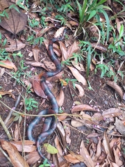 Lampropeltis micropholis