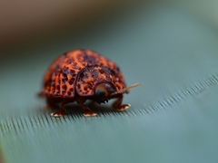 Hemisphaerota palmarum