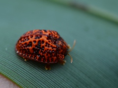 Hemisphaerota palmarum